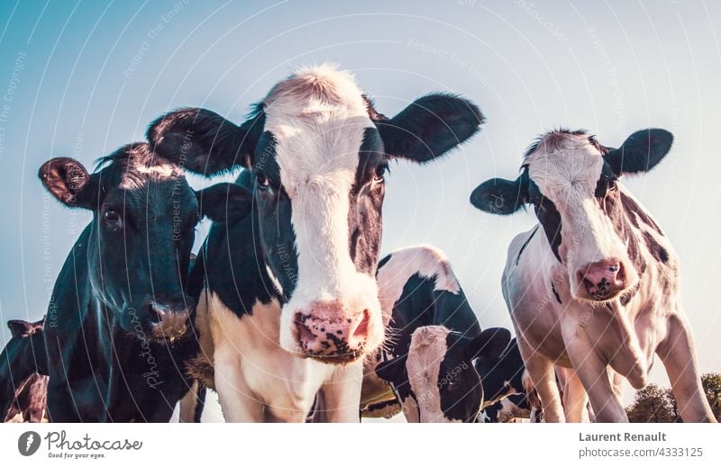 Black and white cows agriculture animal black bovine cattle dairy farm farming holstein livestock mammal