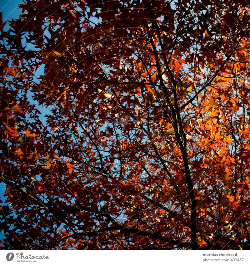 leaf canopy Nature Sky Autumn Beautiful weather Tree Leaf Esthetic Branch Leaf canopy Red Autumnal Colouring Colour photo Multicoloured Exterior shot Deserted