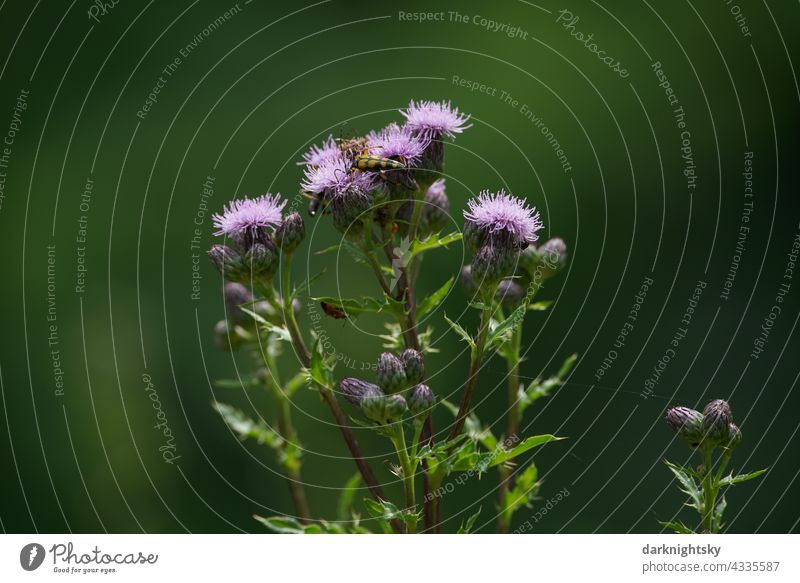 Field thistle with soft bokeh in form of dark green background with insects, Cirsium arvense Leaf naturally cirsium Thistle Wild Macro (Extreme close-up) Meadow