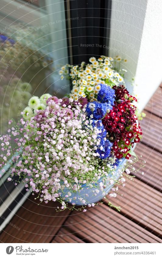 Various flowers stand in a bucket at a window pane blossoms Nature Blossoming Plant Spring Colour photo Summer pretty naturally Exterior shot Garden cornflowers