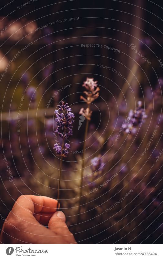 Lavender in the hand Plant Violet Blossom Fragrance Nature Summer Colour photo Medicinal plant Blossoming Exterior shot naturally blurriness Garden Close-up