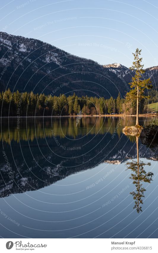 Reflection in the Hintersee rear lake Bavaria reflection mirror Mirror Lake Tree Water Forest mountains Germany vacation travel Nature nature outdoor Idyll