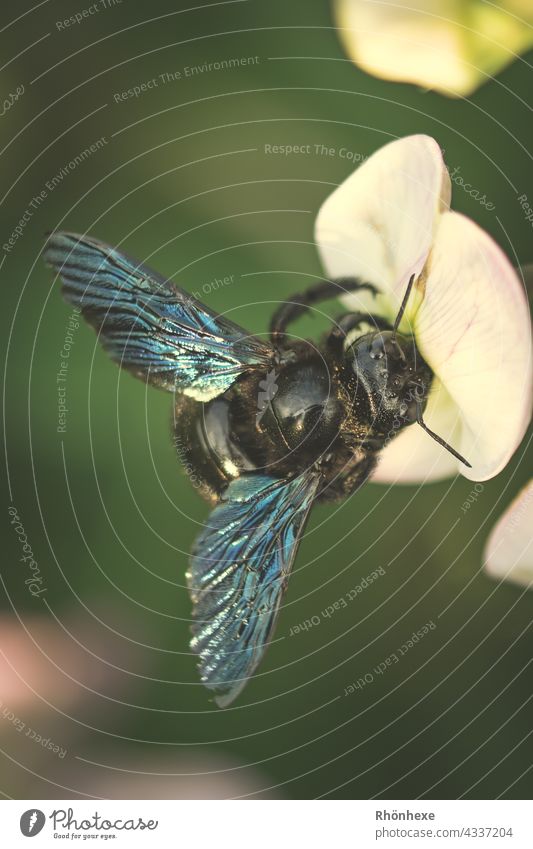 A wood bee making itself comfortable on a flower wooden bee Bee Nature Animal Insect Macro (Extreme close-up) Close-up Flower Blossom Plant Summer Exterior shot