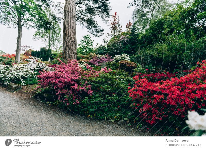 Beautiful Garden with blooming trees during spring time park garden wales laburnum arch springtime rhododendron plant flower cunningham nature rhododendrons