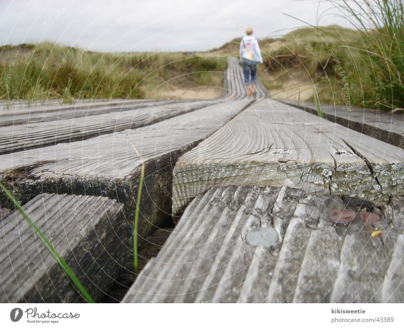 Amrum boardwalk walkway Grass Summer Vacation & Travel Beach dune Landscape Nature To go for a walk