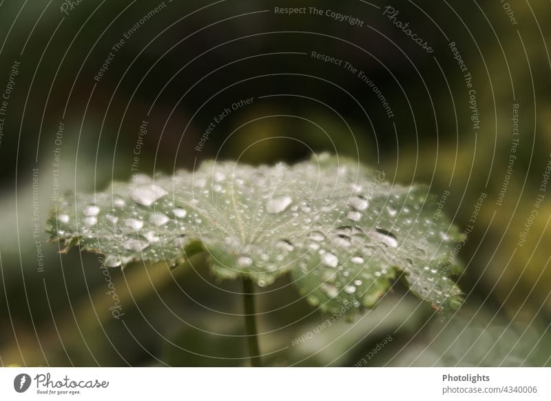 Leaf with raindrops. Blurred background. Text free space Shallow depth of field Deserted Detail natural light Nature Reflection dark finish Ambience blurriness