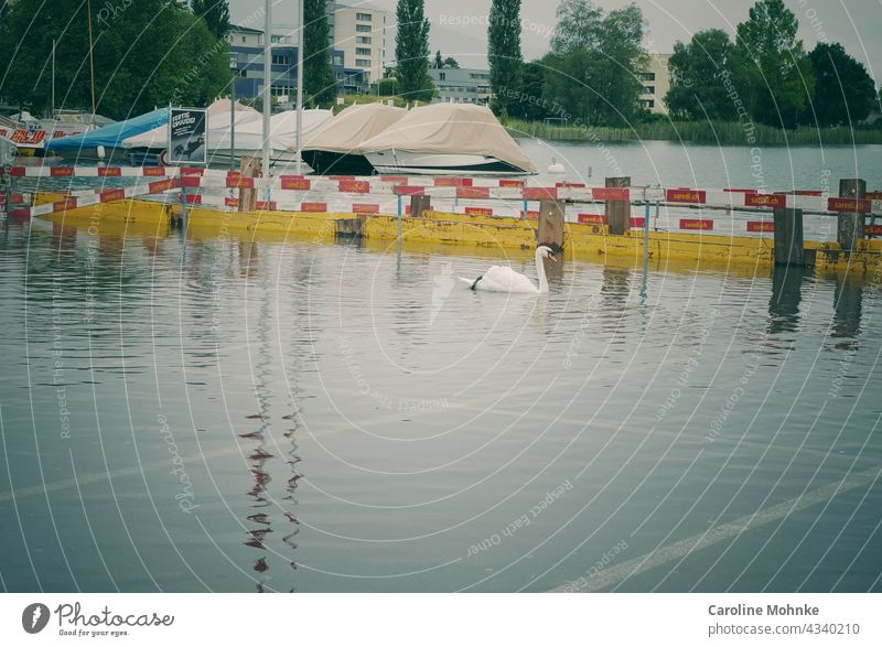 Swan swims in a parking lot after high water Flood Parking lot Animal Exterior shot Colour photo Water White Lake Day Deserted Reflection Nature Bird Waves