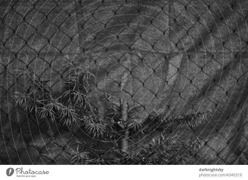 Anthropocene, plant (Taxus) growing on a fence made of wire mesh and with privacy screen, environment, nature and human impact