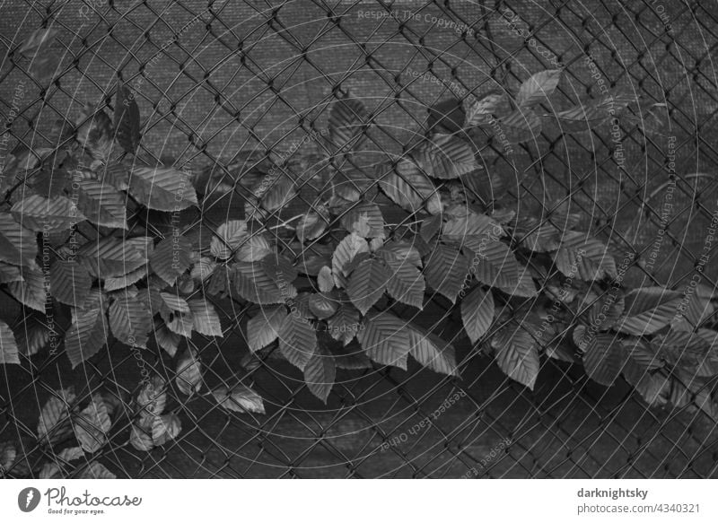 Anthropocene, plant growing on a fence made of wire mesh and with privacy screen, environment, nature and human impact