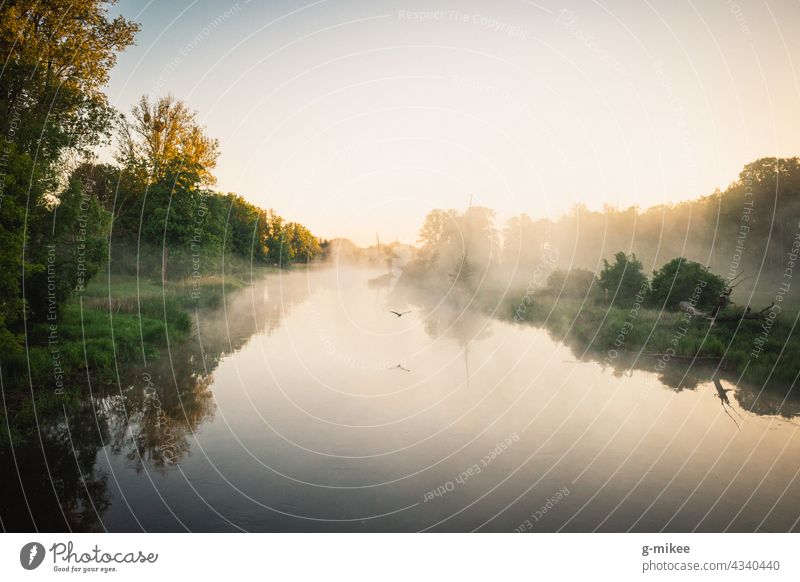 A bird over the river in the morning Sunrise River Body of water Bird flight Fog Morning silent tranquillity Nature Landscape Freedom Reflection Dawn Water