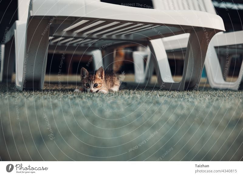 Kitty playing under the sun over a beach recliner fluffy mammal pet sleep adorable cat feline kitten kitty domestic portrait young animal cute sunny beautiful