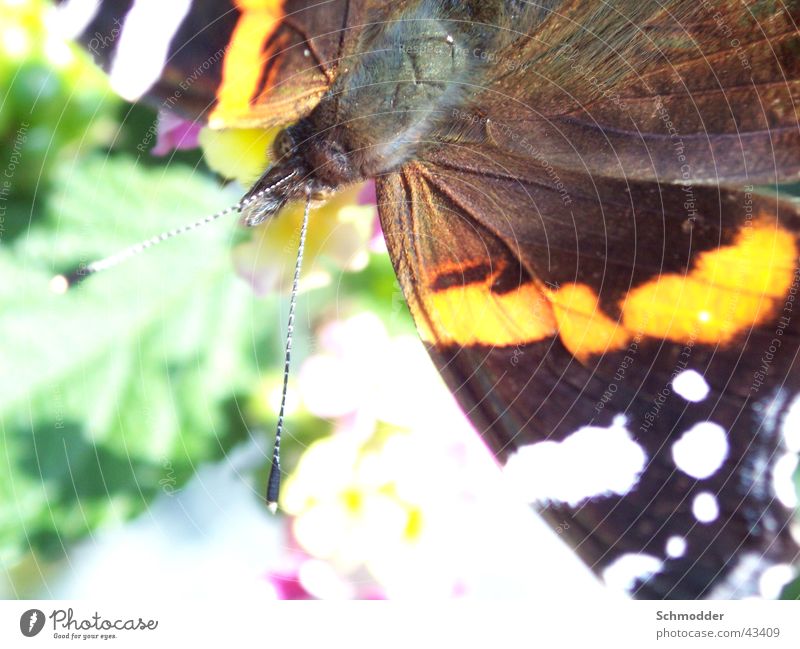 admiral Butterfly Insect Red admiral Summer Macro (Extreme close-up)