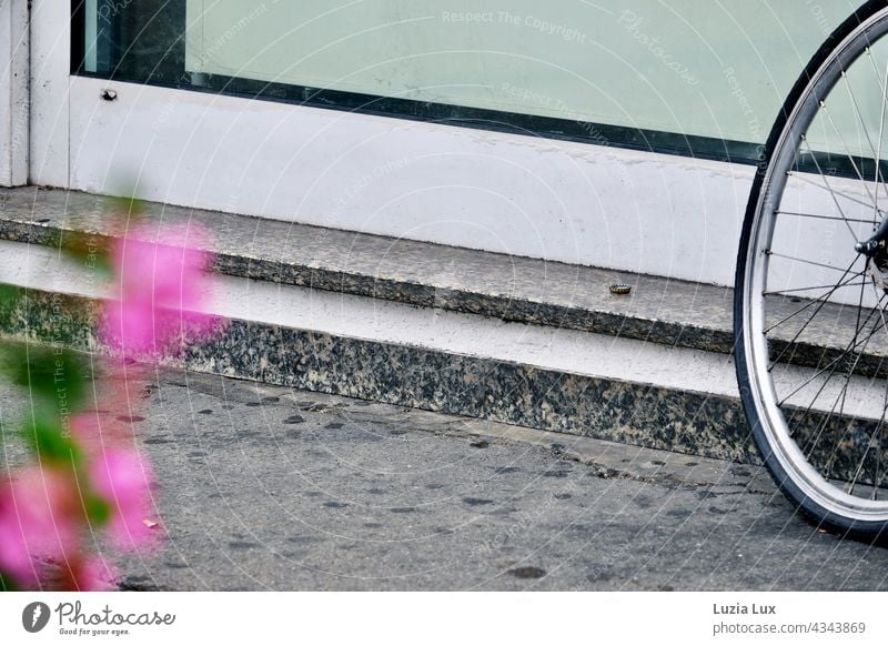 A bicycle leans against a shop door, everything tone in tone grey. A pink flower out of focus in the foreground. Street Bicycle pavement Stage Spokes Gray