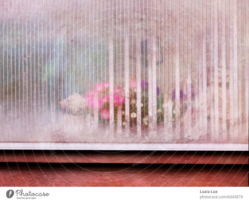 Colorful flowers behind milky balcony glazing and condensation Balcony blossoms Delicate Translucent variegated Pink White purple pink Old fashioned clearer