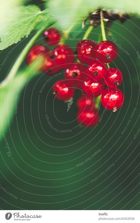 Red currants fresh and ready for harvesting Redcurrant Berries Berry bush fruits summer fruits Redcurrant bush Garden fruits red currants Ribes soft fruit