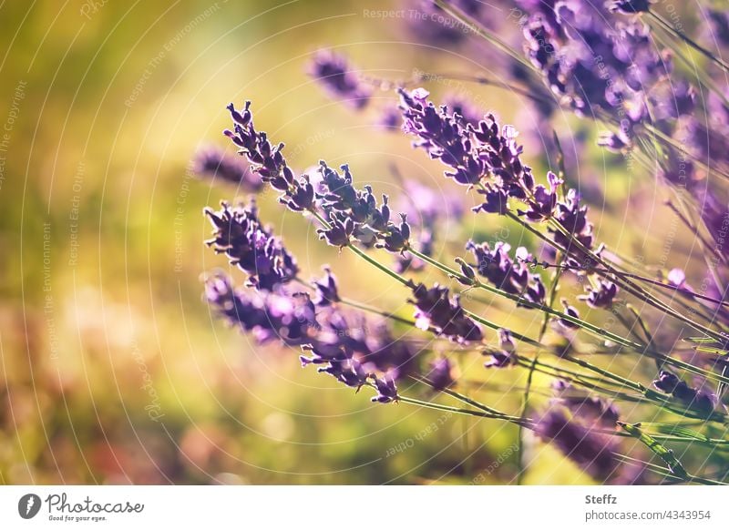 summer lavender flowers Lavender Garden Lavender lavandula lavandula angustifolia Summerflower Lavender colors purple Violet garden flowers lavender scent