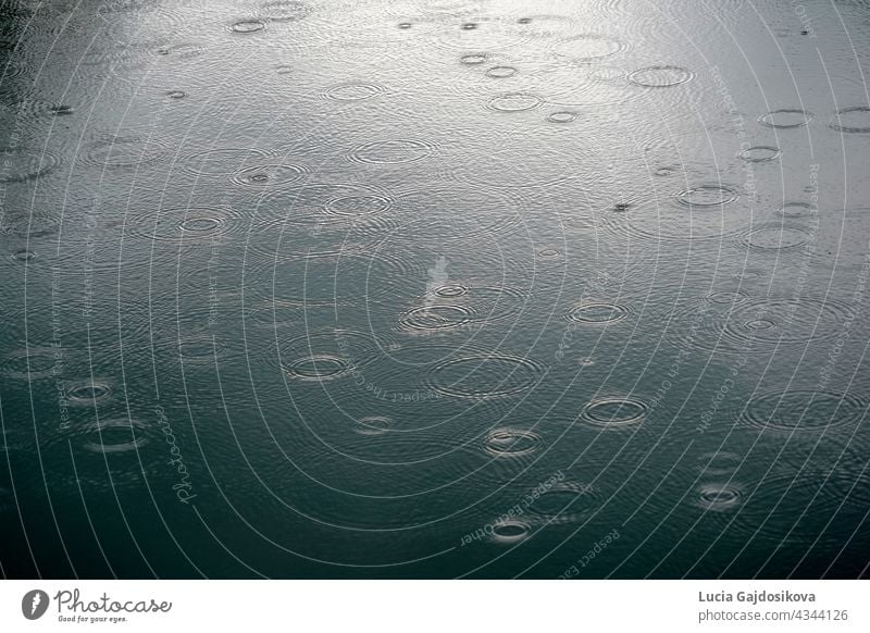 Rain drops falling the surface on river making circles on the water. Picture suitable as a background. abstract abstract background bubble circles on water