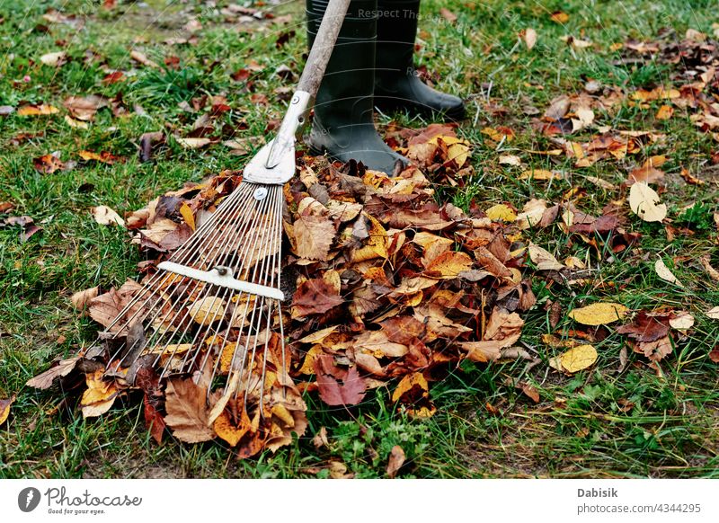 Woman raking pile of fall leaves at garden with rake autumn backyard clean cleanup gardening yardwork close-up colorful equipment foliage grass green heap job