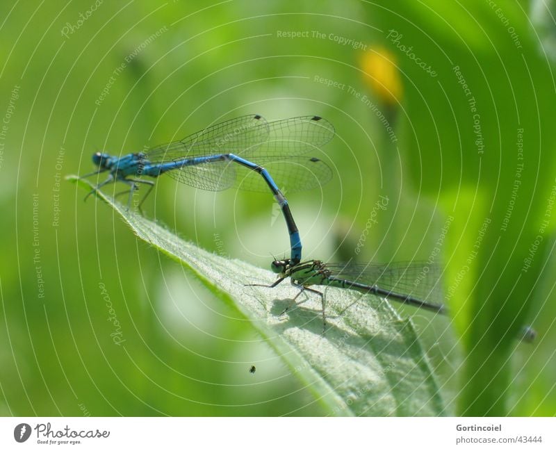 Dragonfly-Love Environment Nature Sun Spring Summer Beautiful weather Plant Leaf Garden Pond Animal Wild animal Wing Insect Dragonfly wings Pair of animals Blue