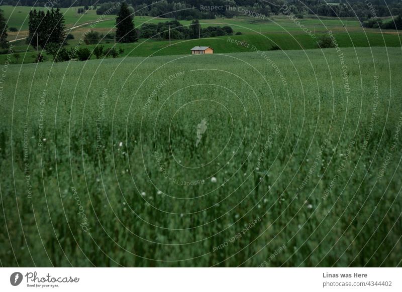 An image of a lonely house somewhere in the countryside of Lithuania. Summer green fields and picturesque landscape in this picture. Summer in the Baltics can be very romantic though moody.
