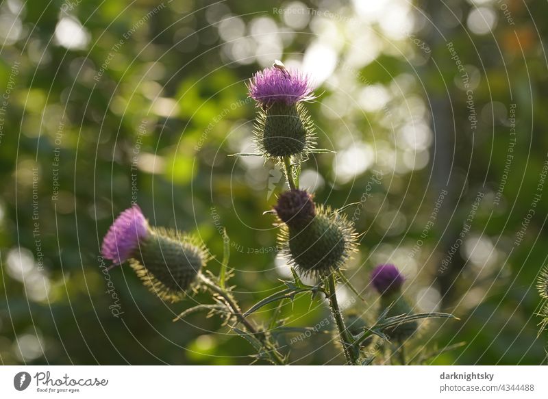Thistle plant with young flowers or buds in the warm light of the low sun, Cirsium Sun Blossom thistle Cirsium flodmanii Thorny Colour photo Green Close-up