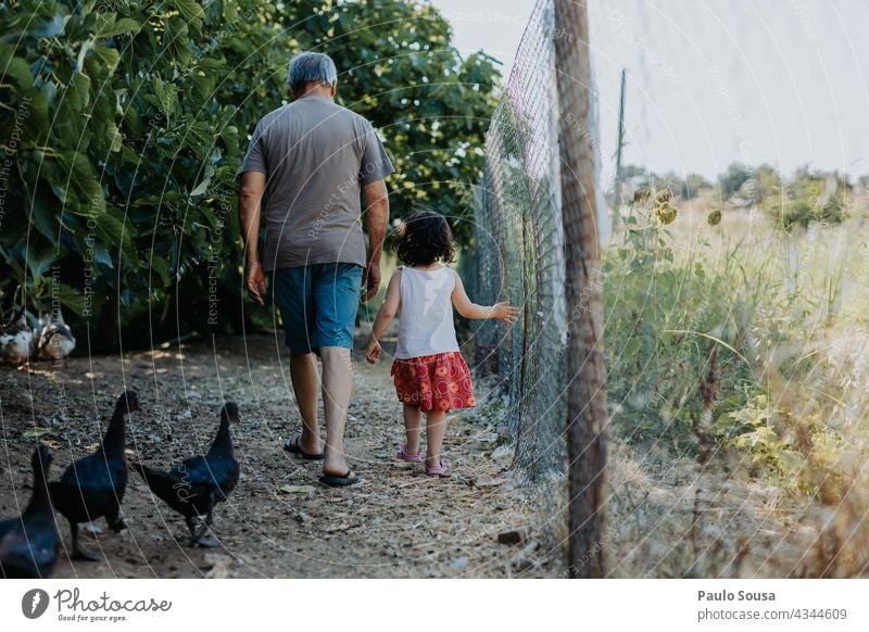 Child and grandfather walking with ducks Rear view Grandfather Grandparents Caucasian Family & Relations family Farm Authentic Man Adults Grandchildren Together