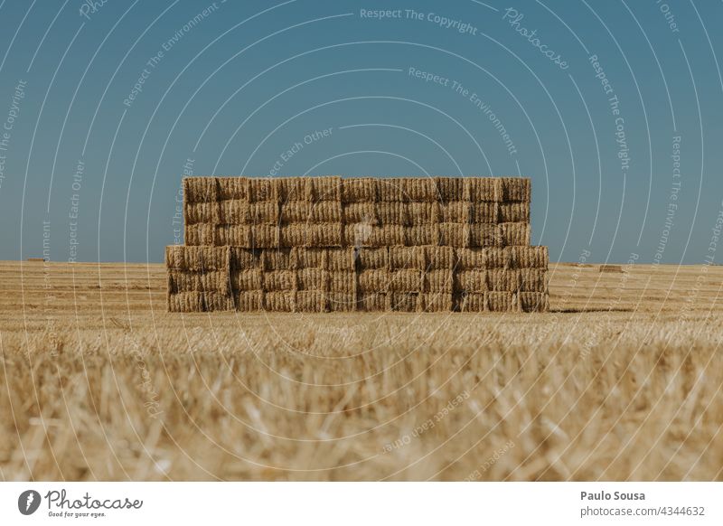 Large pile of hay bales Hay Hay bale Straw straw field Bale of straw Field Agriculture Summer Sky Harvest Nature Exterior shot Meadow Landscape Grain Yellow
