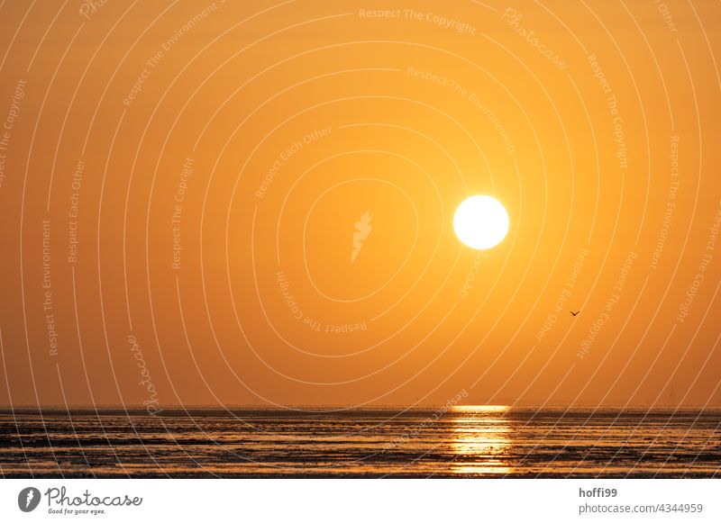 Seagull at sunset on the beach Sunset Sunrise Sunlight coast Beach life Happy Simple Maritime Esthetic Soft Vacation & Travel Twilight Evening Panorama (View)