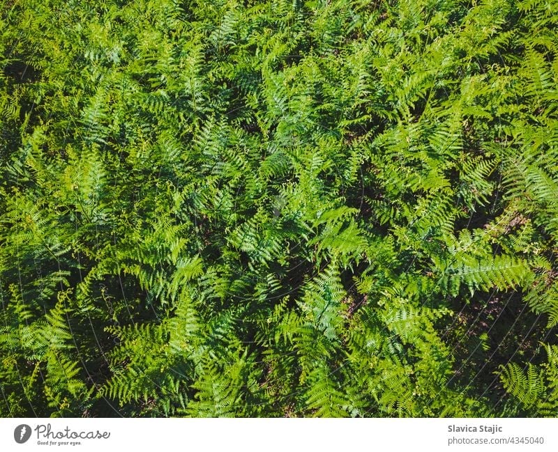 Green leaves of fern fronds. Background of wild green fern blooming in Summer. Top view horizontal outdoors copy space pattern background scenic organic trail
