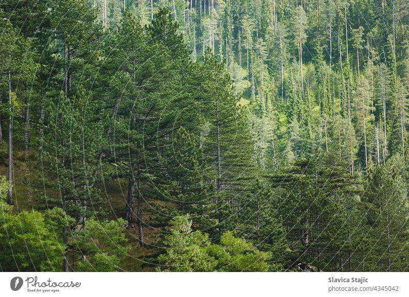 Pine Tree Forest In Summer. Beautiful  Pine Forest On High Mountains, selective focus Green pine forest Exterior shot Day Wood Growth Natural Nature Plant