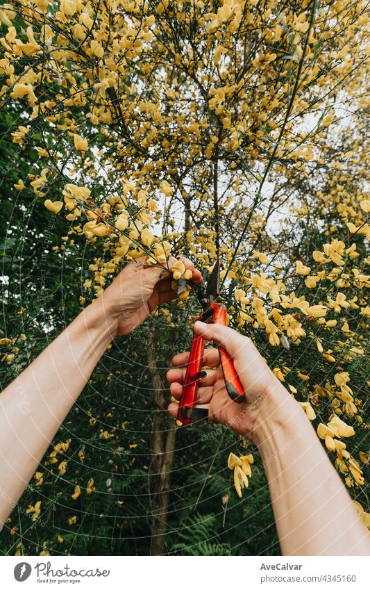 Gardening concept - gardener in sunny garden planting red roses. Senior woman 80 years old working in garden grandmother person elderly retired senior gardening