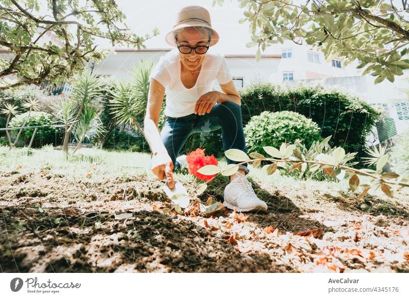 gardening and people concept - happy senior woman planting flowers at summer garden grandmother person elderly retired mature pensioner retirement aged hat