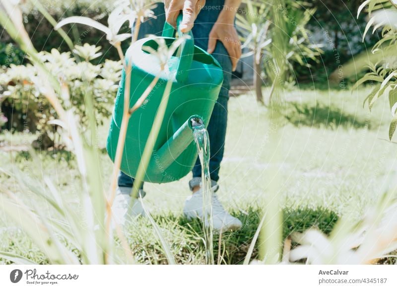 Watering can on the garden,Watering the garden at sunset,Vegetable watering can hobby person gardening man growth backyard care gardener woman young authentic