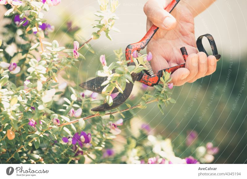 Hand growing seeds of vegetable on sowing soil at garden metaphor gardening, agriculture concept. care holding beginning environmental growth human life dirt