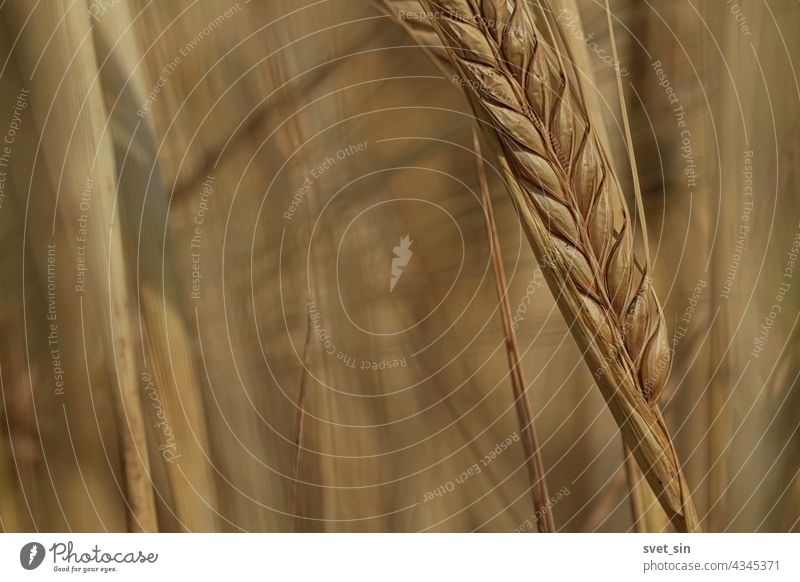 A golden yellow ear of barley close-up in a field on a sunny day. Barley harvest. Ripe golden ear of barley close-up outdoors. Copy space. grain light