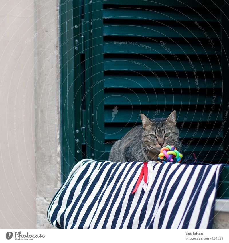 Lisbon Cat II Town Old town Wall (barrier) Wall (building) Facade Window Venetian blinds Window board Animal Pet Animal face Pelt Cat eyes Cat's ears Whisker 1