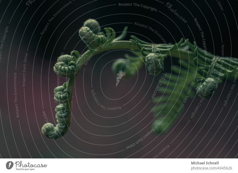 A fern rolls out its leaves Fern Fern leaf Farnsheets fern growth fern drive Roll out spread Disperse Nature Green Plant Colour photo Foliage plant Environment