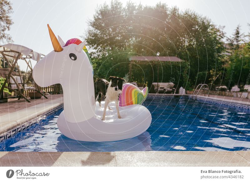 funny border collie dog sitting on inflatables unicorn toy in swimming pool. Summer time, vacation and lifestyle floating summer hot fresh playing relaxation