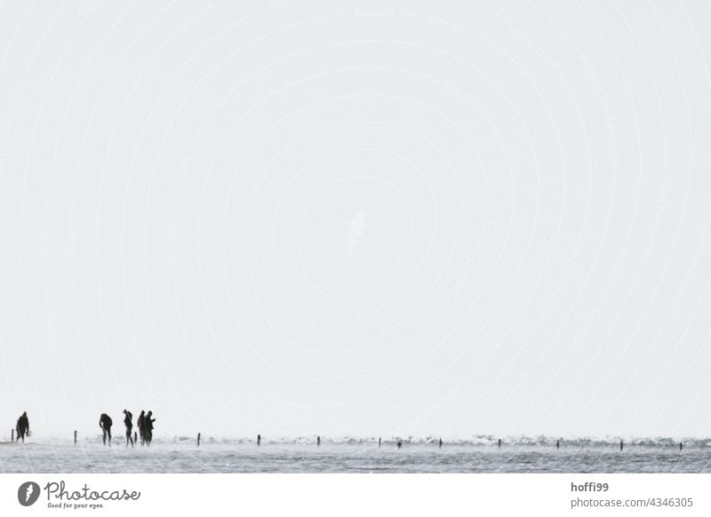 People in the mudflats Mud flats Crowd of people Human being Walk along the tideland North Sea Landscape Low tide mudflat hiking tour Slick Nature Horizon Wet