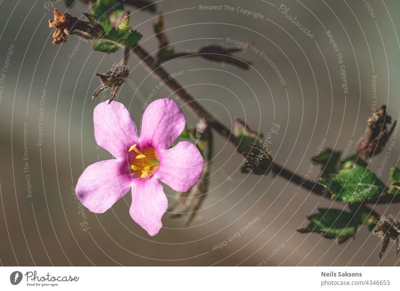 purple flower with five petals on branch. Some unknown flower in forest in Latvia. grey blurred background. adorable beautiful beauty bloom blooming blossom