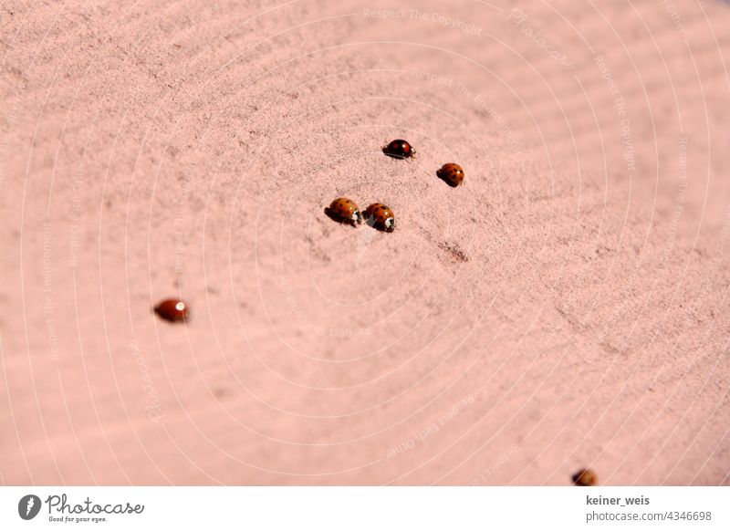 Six ladybirds on a striped patterned sandstone surface Ladybird Macro (Extreme close-up) Insect Red Nature Close-up six 6 Exterior shot Pattern Surface macro