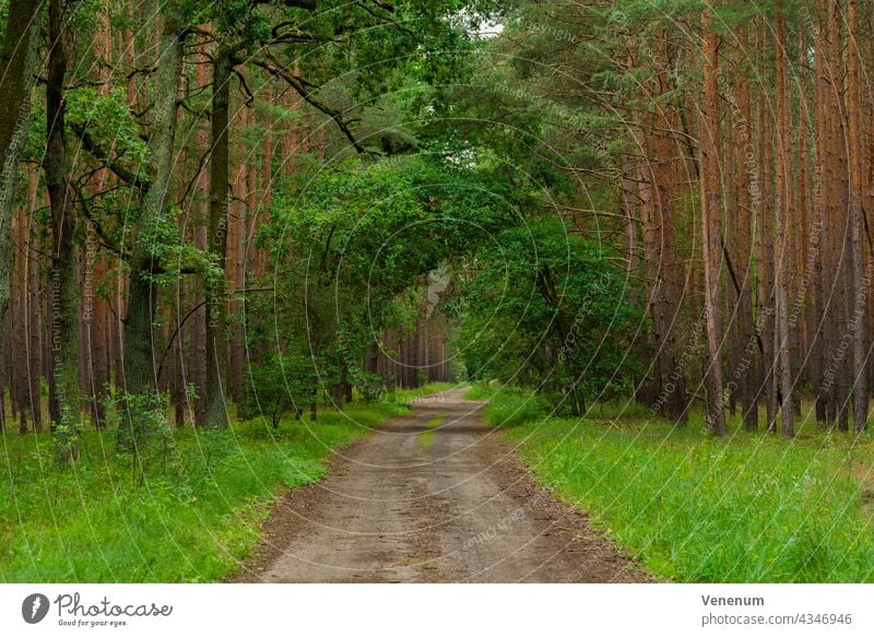 Sand forest road in a pine forest, isolated oak trees along the way Forest path woods grass branch branches nature lumbering lumber industry timber industry