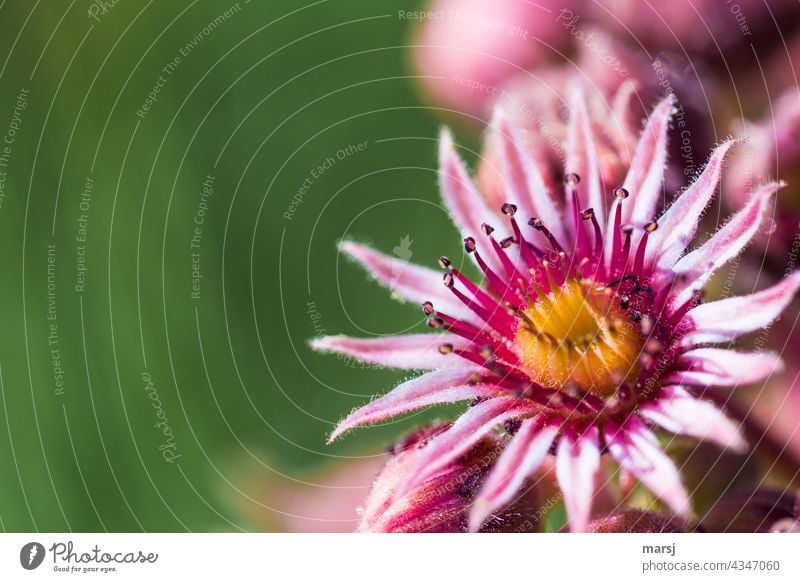 Flower of the Sempervivum. Or simply a succulent commonly called houseleek. Succulent plants Macro (Extreme close-up) Plant Growth Leaf medicinal plant