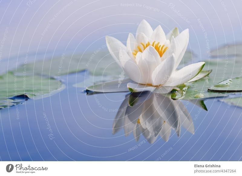 Beautiful flower of a white water lily and reflection on the water surface. Nymphaea alba. Close up. waterlily zen aquatic plant nymphaea bloom pond summer lake