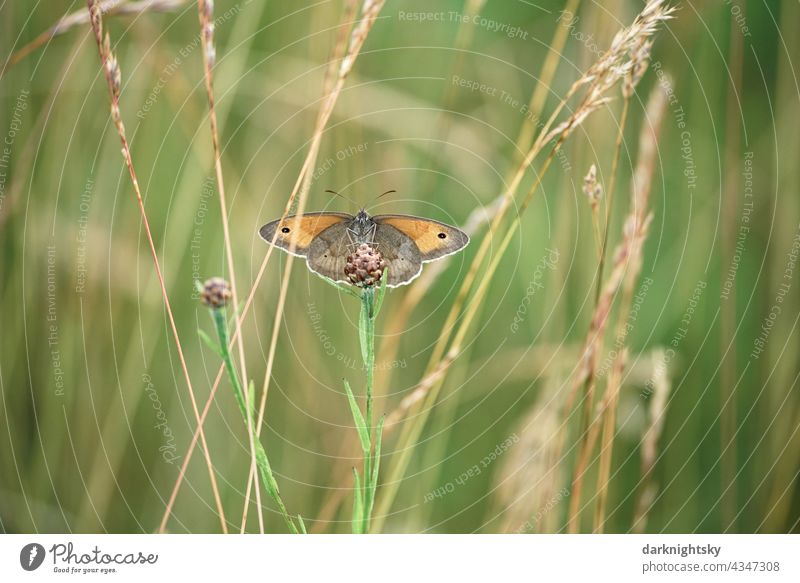 Butterfly, large meadow bird Coenonympha tullia sitting on a scabious bellflower C. tullia Large Heath huge meadow birds Knapweed bud Meadow Nature Reine free