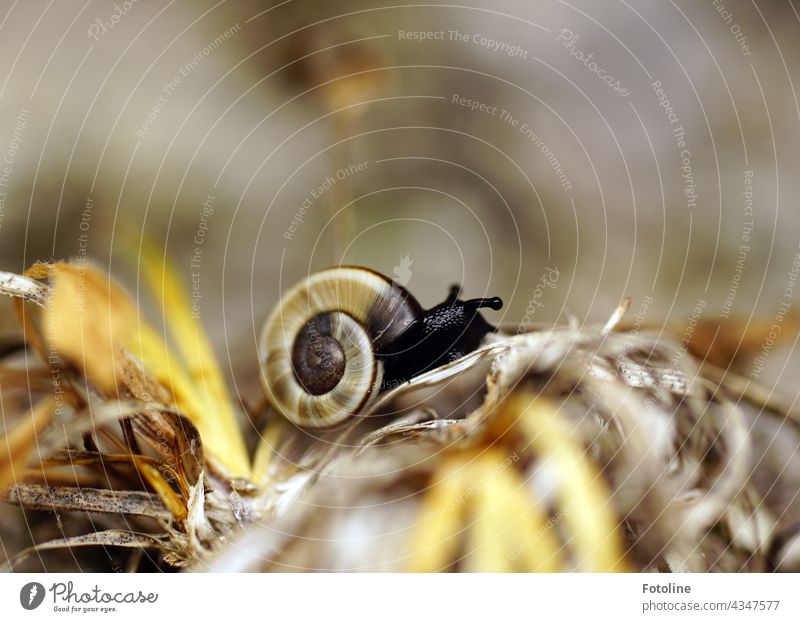 A North Tyrolean rock snail proudly presents its beautiful snail shell Crumpet Snail shell Animal Nature Close-up Exterior shot Colour photo Feeler Slowly Slimy