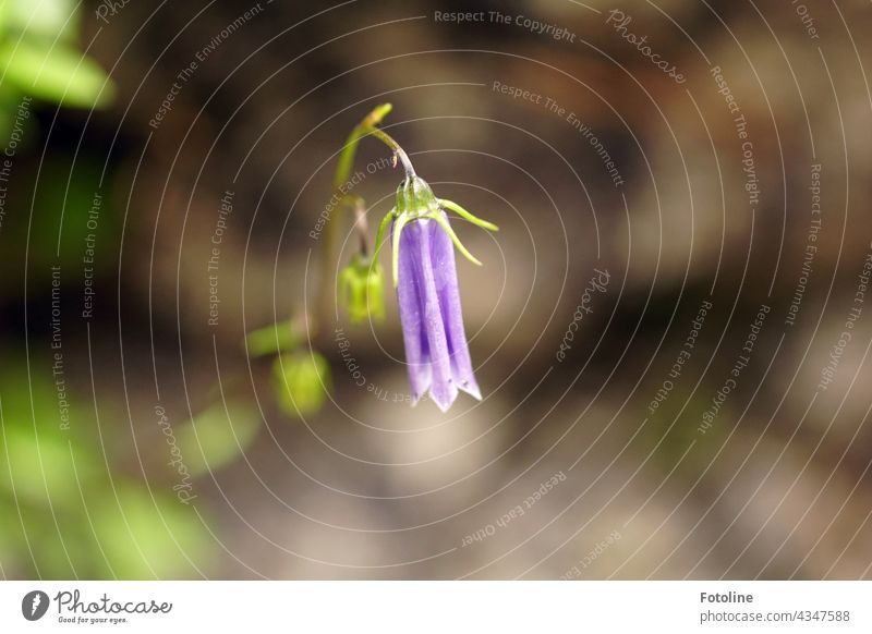 In the Tyrolean mountains, on a grey, bare rock, shone this beautiful, delicate bellflower Bluebell Flower Nature Plant Blossom Colour photo Summer Deserted Day
