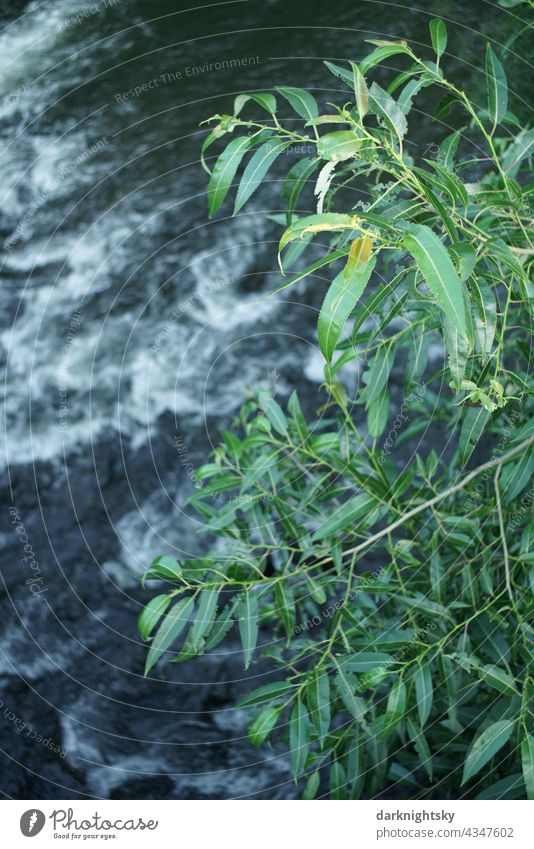 Willow (Salix) on the bank of a river with rapids and white water during a flood River bank Water riverbank WaterRiverfront ShoreRiver Impatiens Willow tree