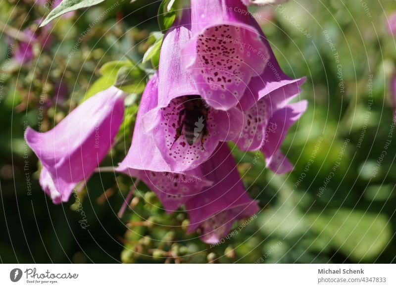 Bellflower in full splendor and color with bee in bloom Flowers,plants,bellflower,colors, Garden Nature Colour photo Blossom Blossoming Close-up Summer Spring