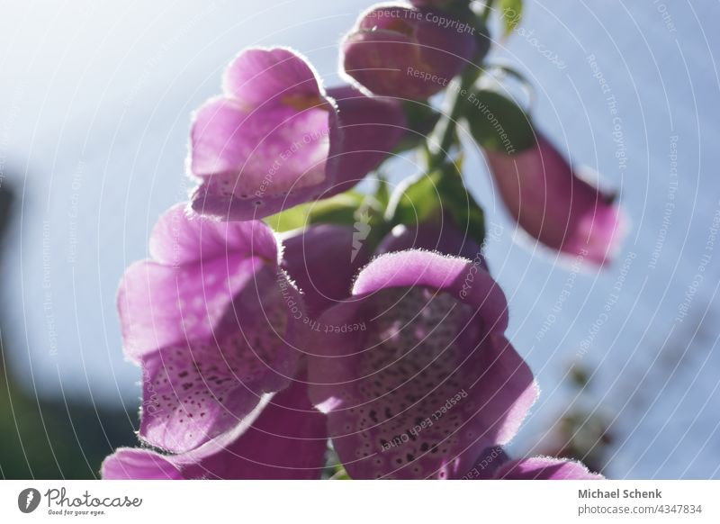 Bellflower in full bloom Flower,bellflower,bloom, Nature Plants, naturally come into bloom Natural color Garden Neutral Background natural light